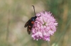 Zygaena filipendulae