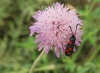 Zygaena filipendulae