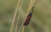 Zygaena filipendulae