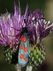 Zygaena filipendulae