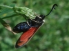 Zygaena hilaris