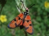 Zygaena hilaris