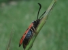 Zygaena hilaris