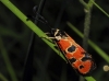 Zygaena hilaris