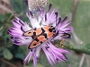 Zygaena hilaris