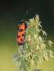 Zygaena hilaris