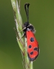 Zygaena hilaris