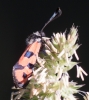 Zygaena hilaris