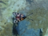 Zygaena hilaris