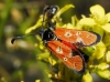 Zygaena hilaris