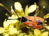 Zygaena hilaris