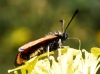 Zygaena hilaris