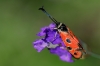 Zygaena hilaris