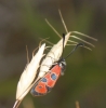 Zygaena hilaris