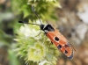 Zygaena hilaris