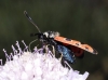 Zygaena hilaris