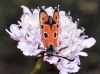 Zygaena hilaris