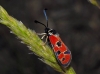 Zygaena hilaris