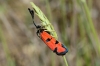 Zygaena ignifera Zygaena ignifera
