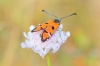 Zygaena ignifera Zygaena ignifera