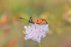 Zygaena ignifera Zygaena ignifera