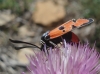 Zygaena ignifera Zygaena ignifera