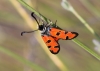 Zygaena ignifera Zygaena ignifera