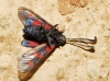 Zygaena lavandulae Zygaena lavandulae
