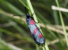 Zygaena lonicerae