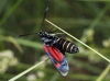 Zygaena lonicerae