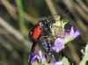 Zygaena lonicerae