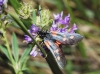 Zygaena lonicerae