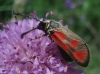 Zygaena loti