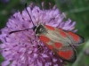 Zygaena loti