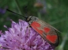 Zygaena loti