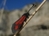 Zygaena nevadensis Zygaena nevadensis
