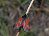 Zygaena nevadensis Zygaena nevadensis