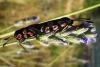 Zygaena occitanica