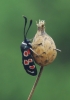 Zygaena occitanica