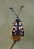 Zygaena occitanica