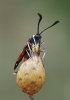 Zygaena occitanica