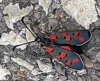 Zygaena rhadamanthus Zygaena rhadamanthus
