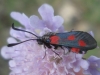 Zygaena sarpedon