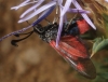 Zygaena sarpedon