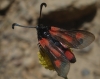 Zygaena sarpedon