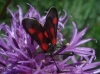Zygaena sarpedon