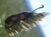 Zygaena sarpedon