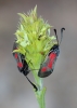Zygaena sarpedon