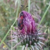 Zygaena sarpedon