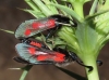Zygaena sarpedon
